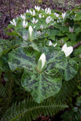Trillium chloropetalum