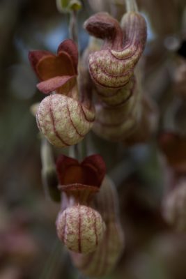 Aristolochia californica
