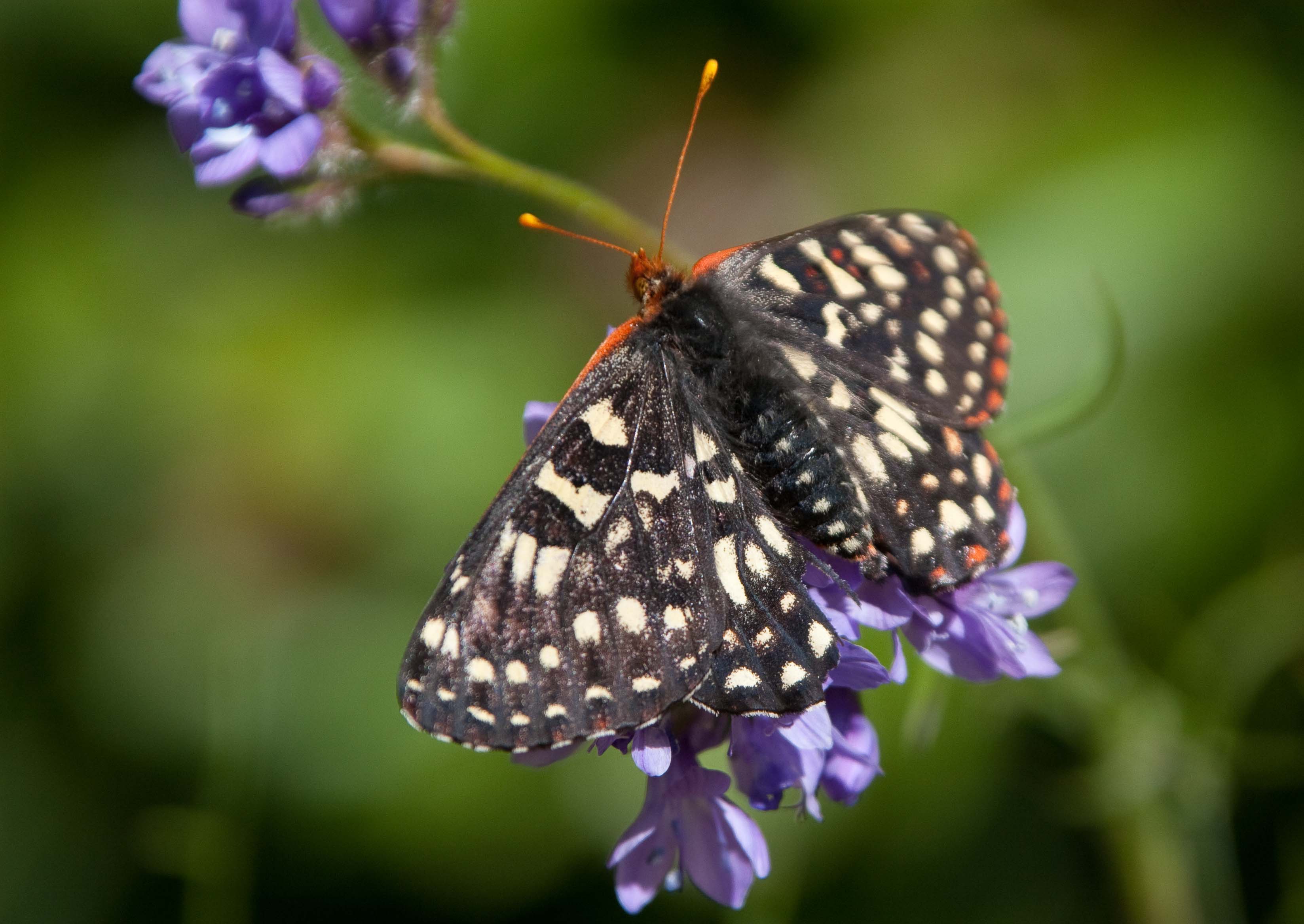 Wildflowers of Sunol Regional Wilderness | Natural History Wanderings