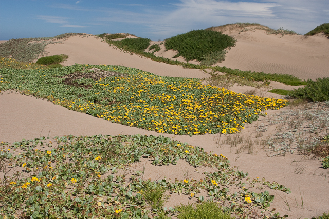 Another Windy Day at Point Reyes | Natural History Wanderings