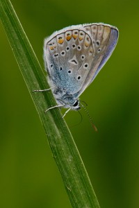Common Blue