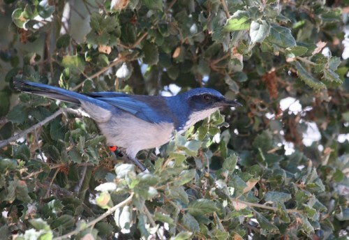 Santa Cruz Island Scrub Jay by Kapitan Hojo