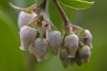 Harrison Grade Manzanita (Arctostaphylos tomentosa ssp.&nbsp;rosei)