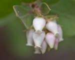 La Purisima Manzanita (Arctostaphylos&nbsp;purissima)