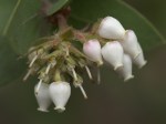 La Purisima Manzanita (Arctostaphylos&nbsp;purissima)