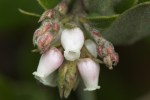 Explorers Manzanita (Arctostaphylos&nbsp;tomentosa)