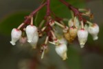 Rainbow Manzanita (Arctostaphylos rainbowensis) rare and&nbsp;endange