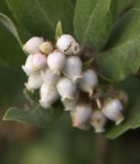 Dune Manzanita (Arctostaphylos&nbsp;pumila)