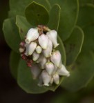 Refugio Manzanita (Arctostaphylos&nbsp;refugenioensis)