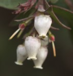 Santa Lucia Manzanita (Arctostaphylos luciana) rare and&nbsp;endanger