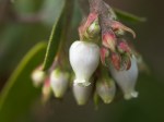 Rose’s Manzanita (Arctostaphylos&nbsp;rosei)