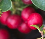 Trailing Bearberry (Arctostaphylos uva-ursi)  ‘Point St.&nbsp;George’