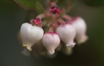 Little Sur Manzanita (Arctostaphylos edmundsii) rare and&nbsp;endange