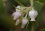 Arroyo Cruz Manzanita (Arctostaphylos cruzensis) rare and&nbsp;endang