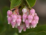 Hearst Manzanita (Arctostaphylus hookeri ssp. hearstiorum) rare and&nbsp;endangered