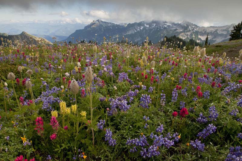 50 Best Wildflower Spots In The World | Natural History Wanderings