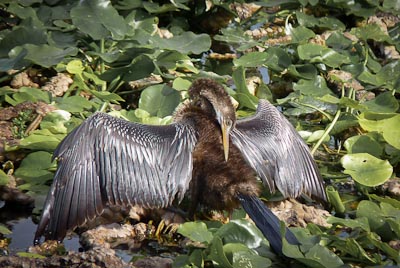 Birding Wakodahatchee Wetlands | Natural History Wanderings