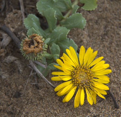 A Day At Point Reyes | Natural History Wanderings