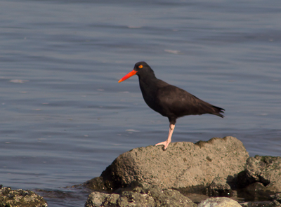 Black Oystercatcher