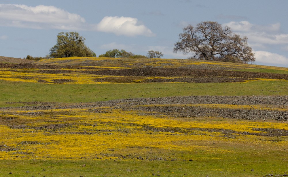 Table Mountain Wildflower Report April 6, 2012 | Natural History Wanderings