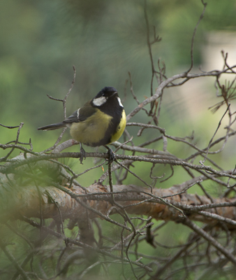 Great_Tit