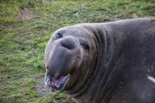 Elephant Seal