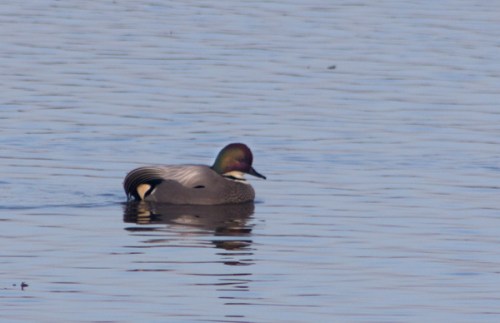 Falcated Duck at Colusa Wildlife Refuge by Sandy Steinman (Jan. 15, 2012)