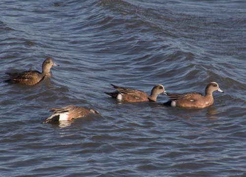 American Wigeon