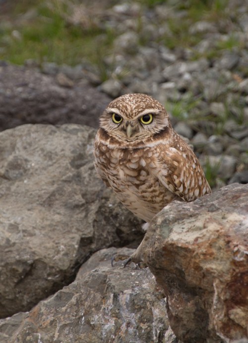Burrowing Owl of Gilman St.