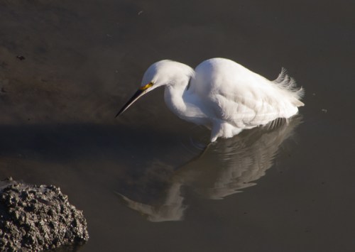Snowy Egret