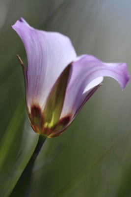 Mariposa Lily by Spencer Westbrook
