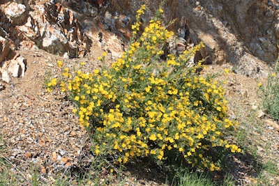 Bush Poppy by Spencer Westbrook 