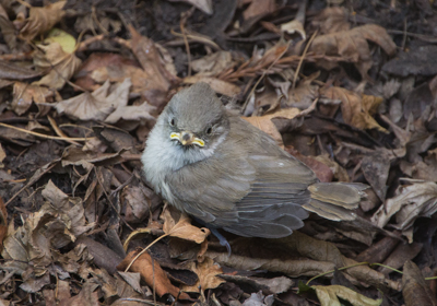 Oak Titmouse Chick