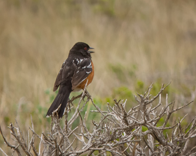 Spotted Towhee