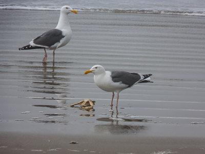 Two Western Gulls and a Crab