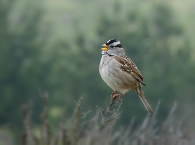White-crowned Sparrow