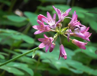 Clintonia andrewsiana