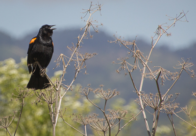 Red-winged Blackbird