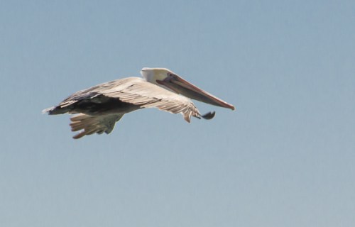 Brown Pelican