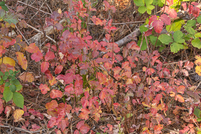 Poison Oak showing its fall colors