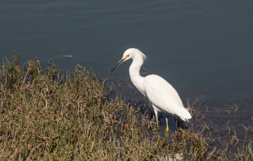 Snowy Egret