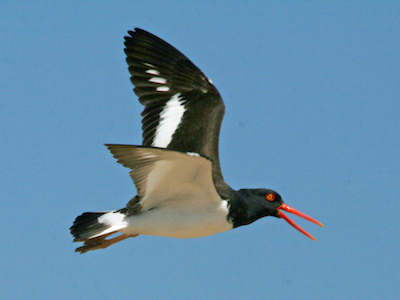 American Oystercatcher form Wikipedia