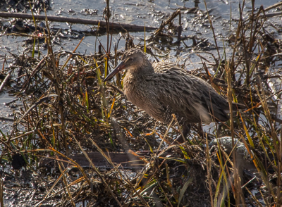 Clapper Rail
