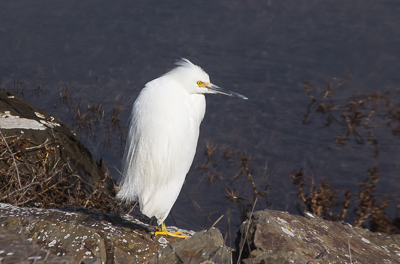 Snowy Egret