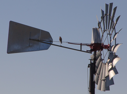 American Kestrel on Windmill