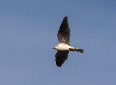 White-tailed Kite