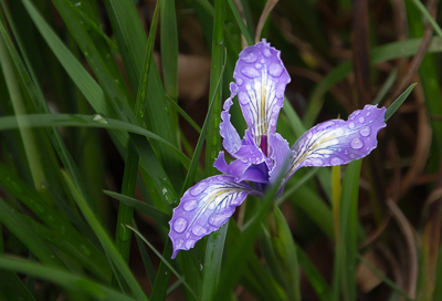 Douglas Iris 