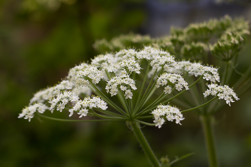 Cow Parsnip/Heracleum maximum