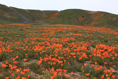 Antelope Valley by Spencer Westbrook