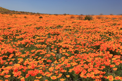 photo by Spencer Westbrook